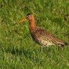 gruttovrouwalblasserwaard18052020 1
